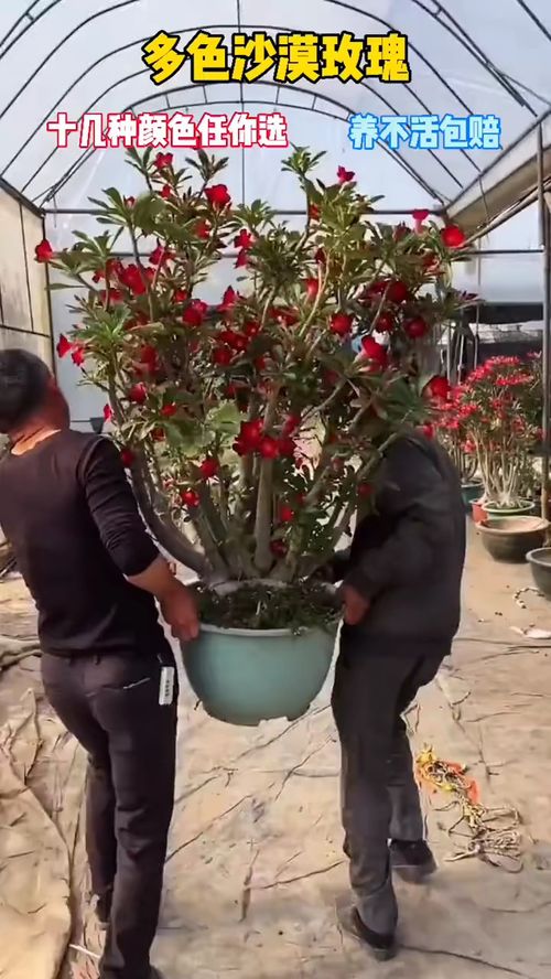 為生活添一抹綠意 精選盆栽花卉與實(shí)用好物推薦