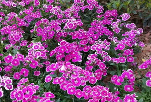園丁花卉節(jié) 花樣過(guò)年，我們一起‘沾花惹草’